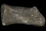 Hadrosaur (Duck-Billed Dinosaur) Finger Bone #82309-3